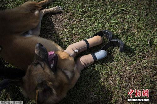 狗狗假装变成人的视频,萌宠模仿人类生活大揭秘