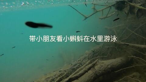 成人蝌蚪小视频,探索生命奥秘的视觉之旅